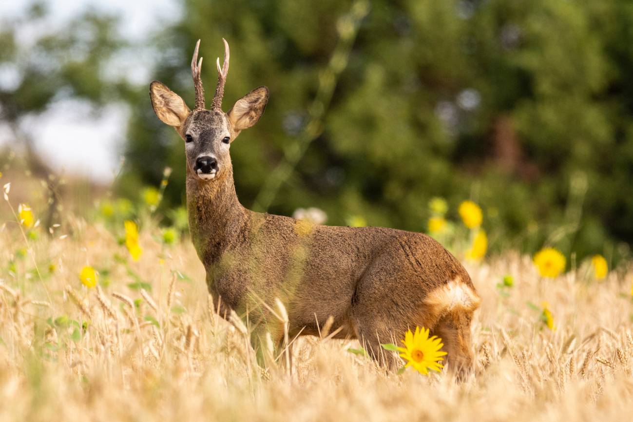 La paradoja de la fauna en el campo: regresan los corzos y lobos, pero disminuyen los pájaros y mariposas