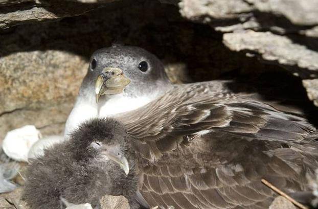 Un brote infeccioso en una colonia de aves oceánicas como la pardela cenicienta podría tener efectos devastadores. Foto: Raül Ramos, UB-IRBio