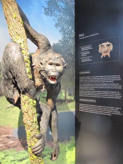 Reconstrucción de Pau ('Pierolapithecus catalaunicus') en el Museu del ICP./ Wikipedia