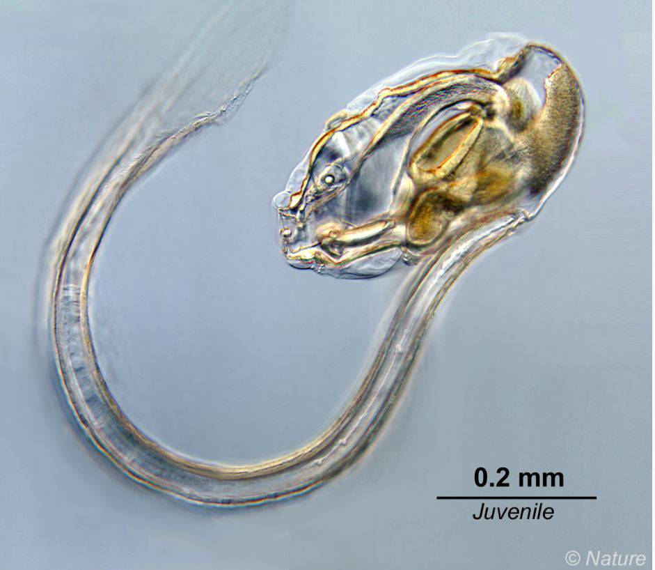 La pérdida de genes también es un motor evolutivo