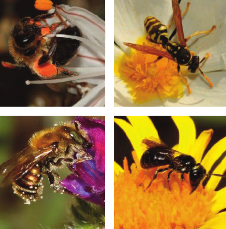 La pérdida de hábitat en Mallorca afecta a abejas, avispas y flora