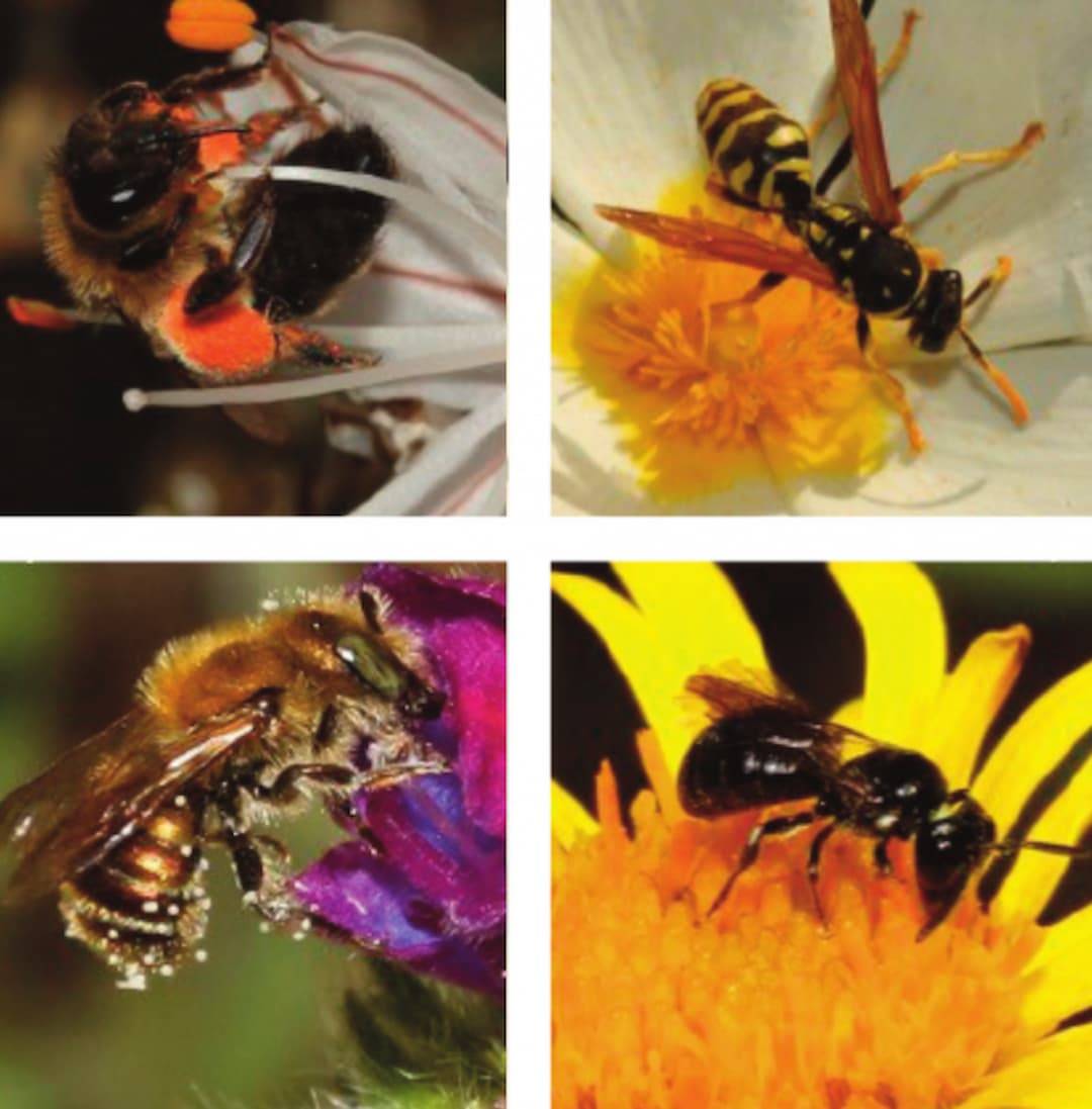 La pérdida de hábitat en Mallorca afecta a abejas, avispas y flora