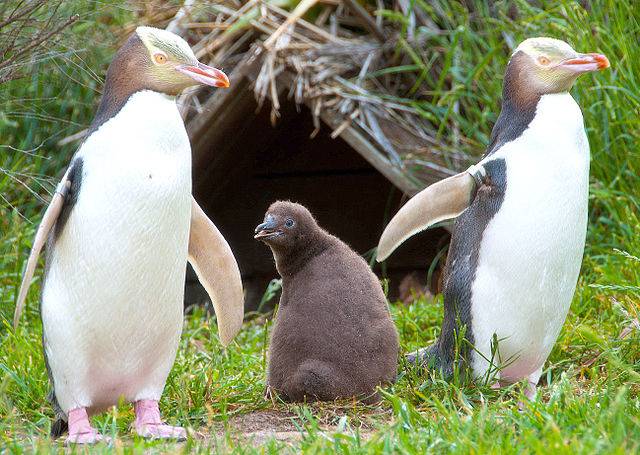 La pesca pone en peligro a uno de los pingüinos más amenazados del mundo