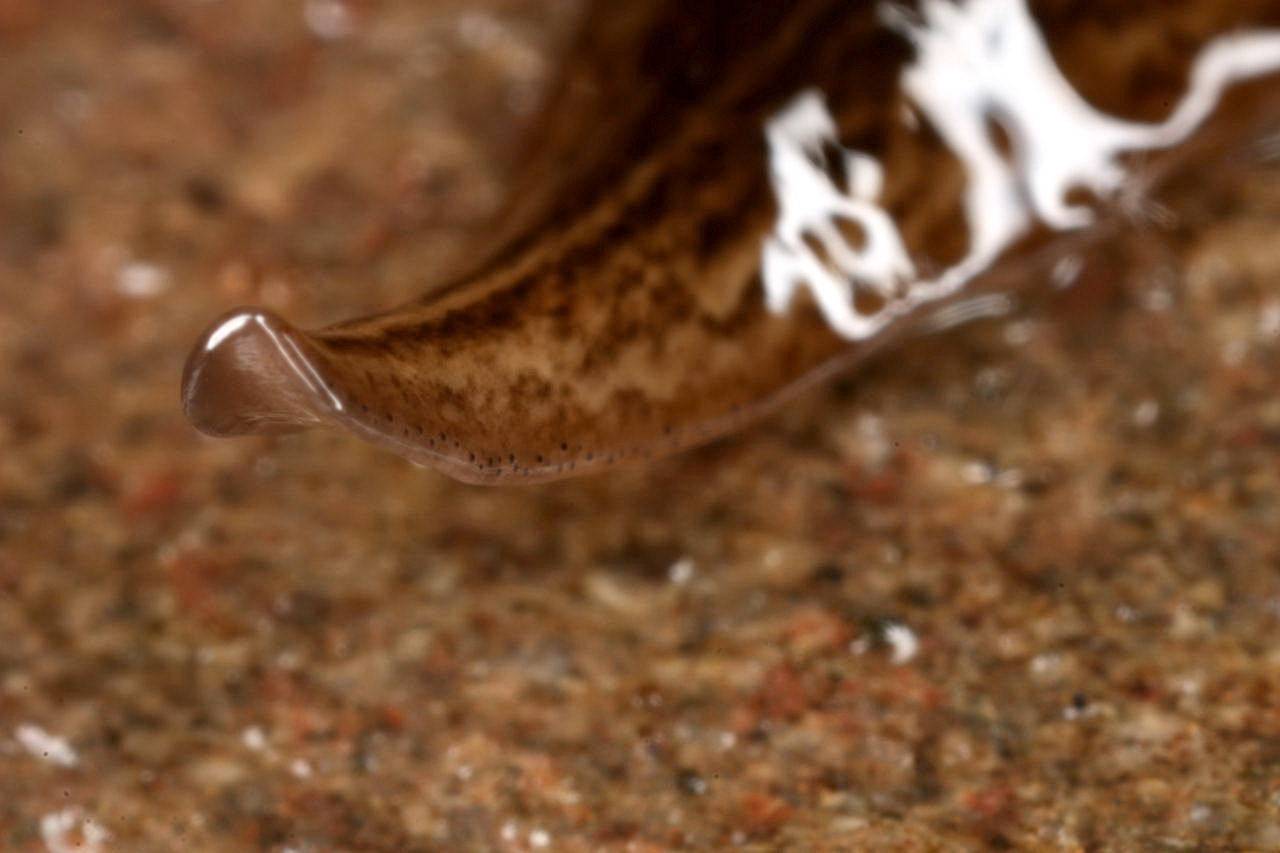 La planaria ‘Obama nungara’ se extiende por Europa