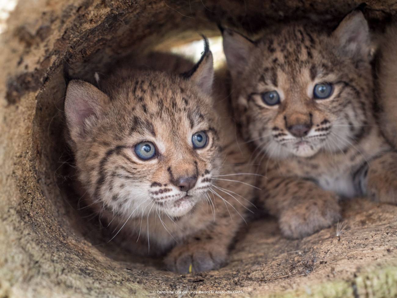 La población de linces ibéricos alcanza su máximo histórico con más de un millar de ejemplares 