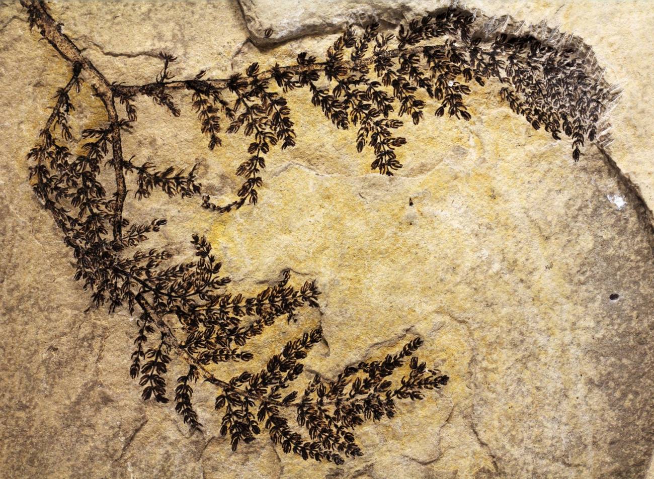 La primera planta con flor apareció hace 130 millones de años en España 