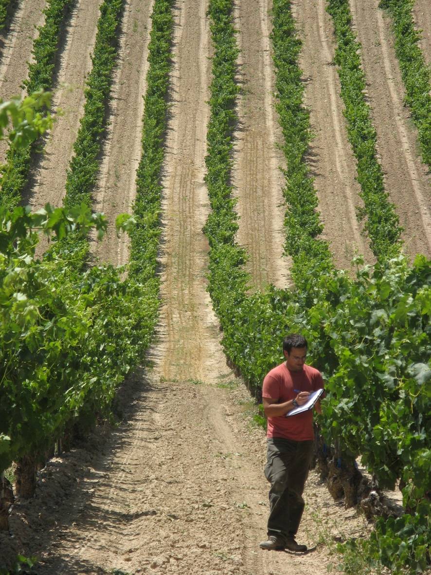 La productividad y la calidad de la uva varía en función de la zona de la parcela en la que se cultiva