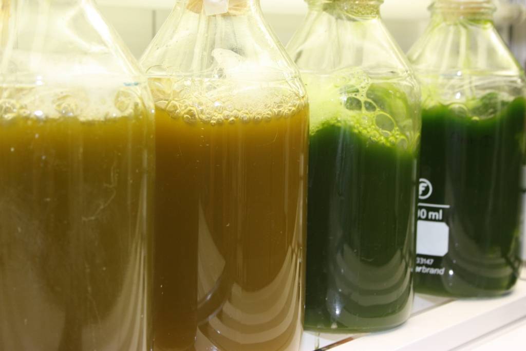 La proporción de lípidos de reserva en las microalgas determina su producción de biodiesel