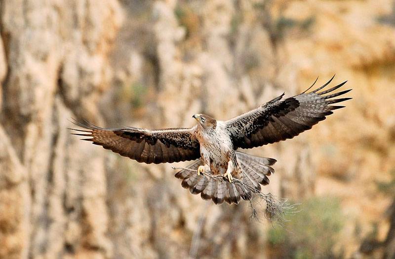 La proximidad de los parques eólicos perjudica al águila real