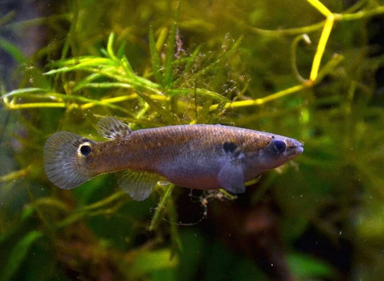Mangrove Rivulus