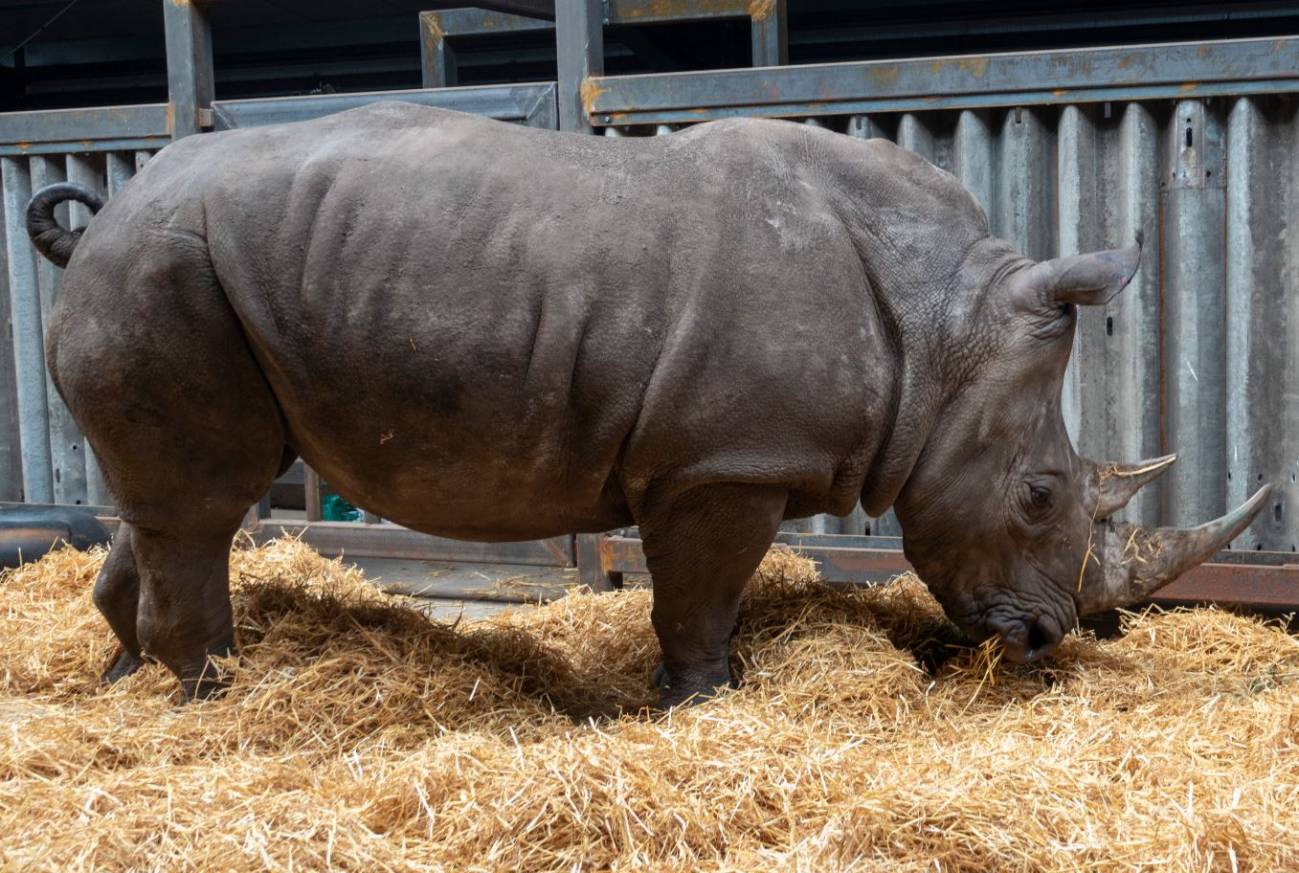 Hembra de rinoceronte