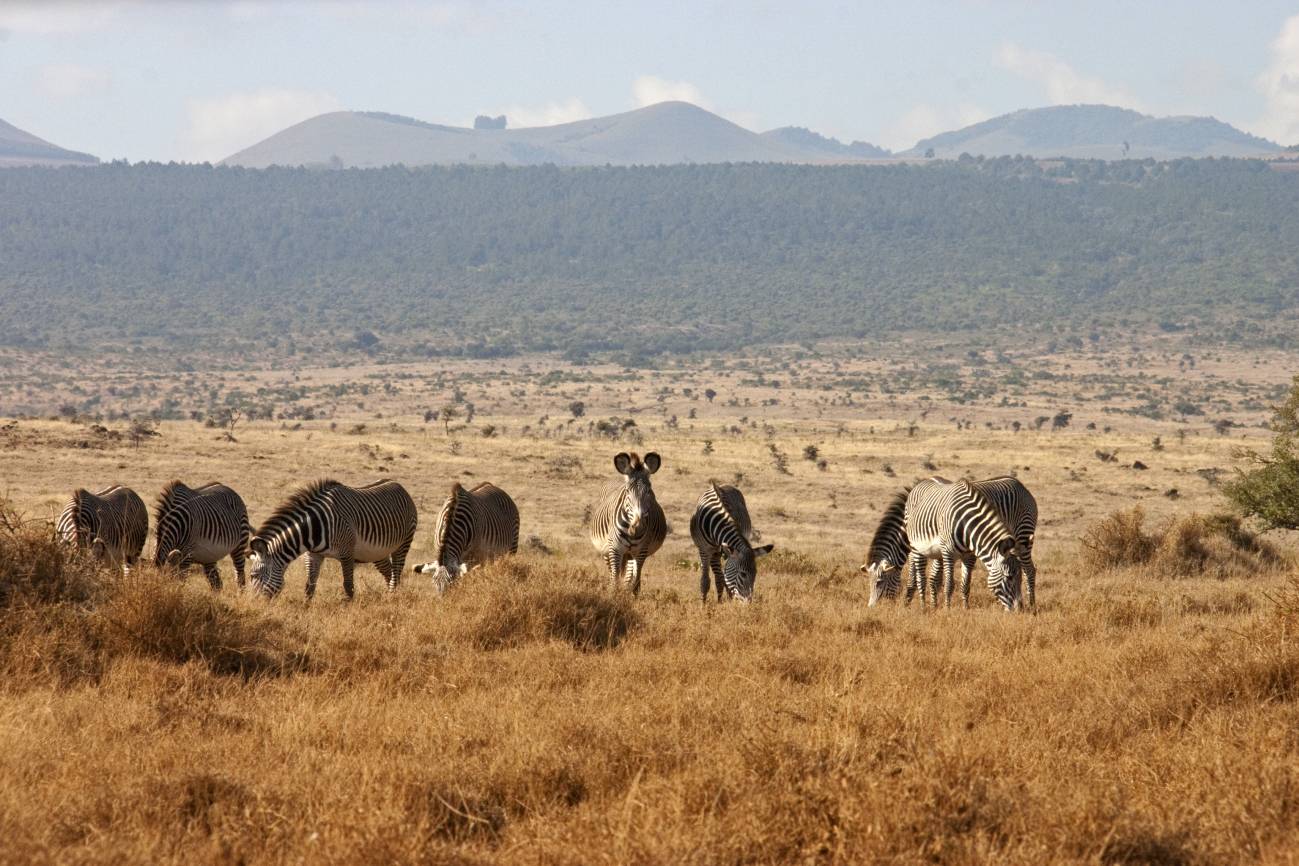 Cebra de Grèvy en Samburu (Kenia). 