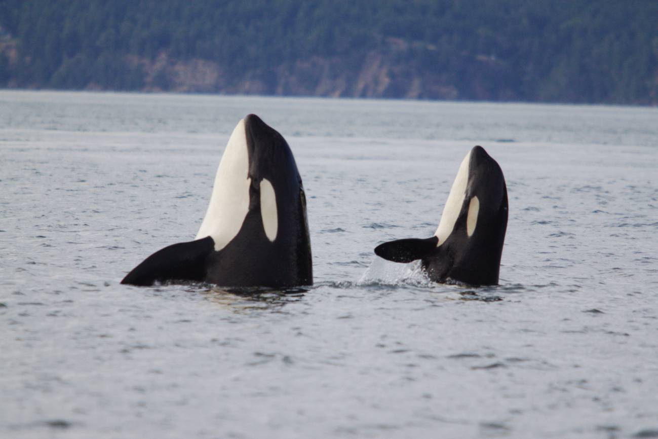 La sabiduría de las orcas menopáusicas ayuda a sobrevivir a las más jóvenes 