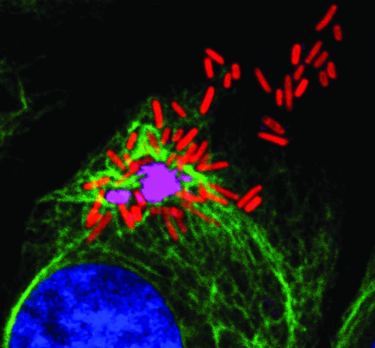 Célula infectada por Salmonella.