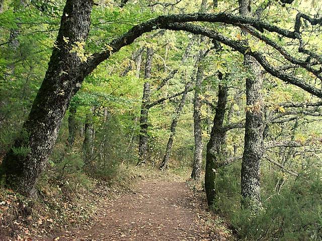 La salud de los bosques españoles mejoró en 2010