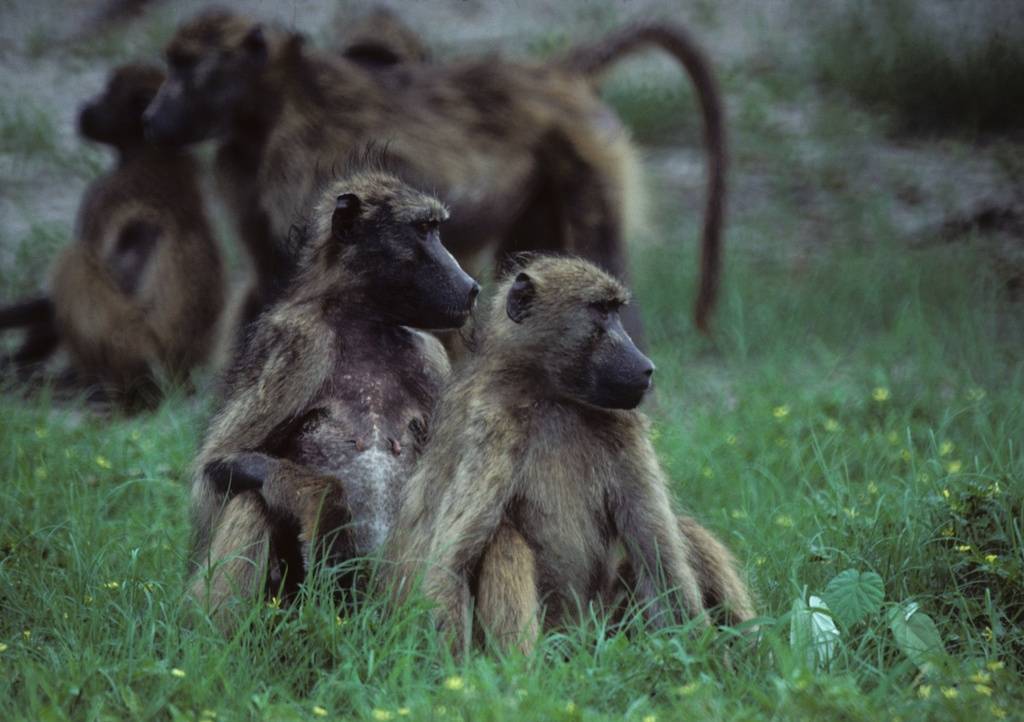 babuinos