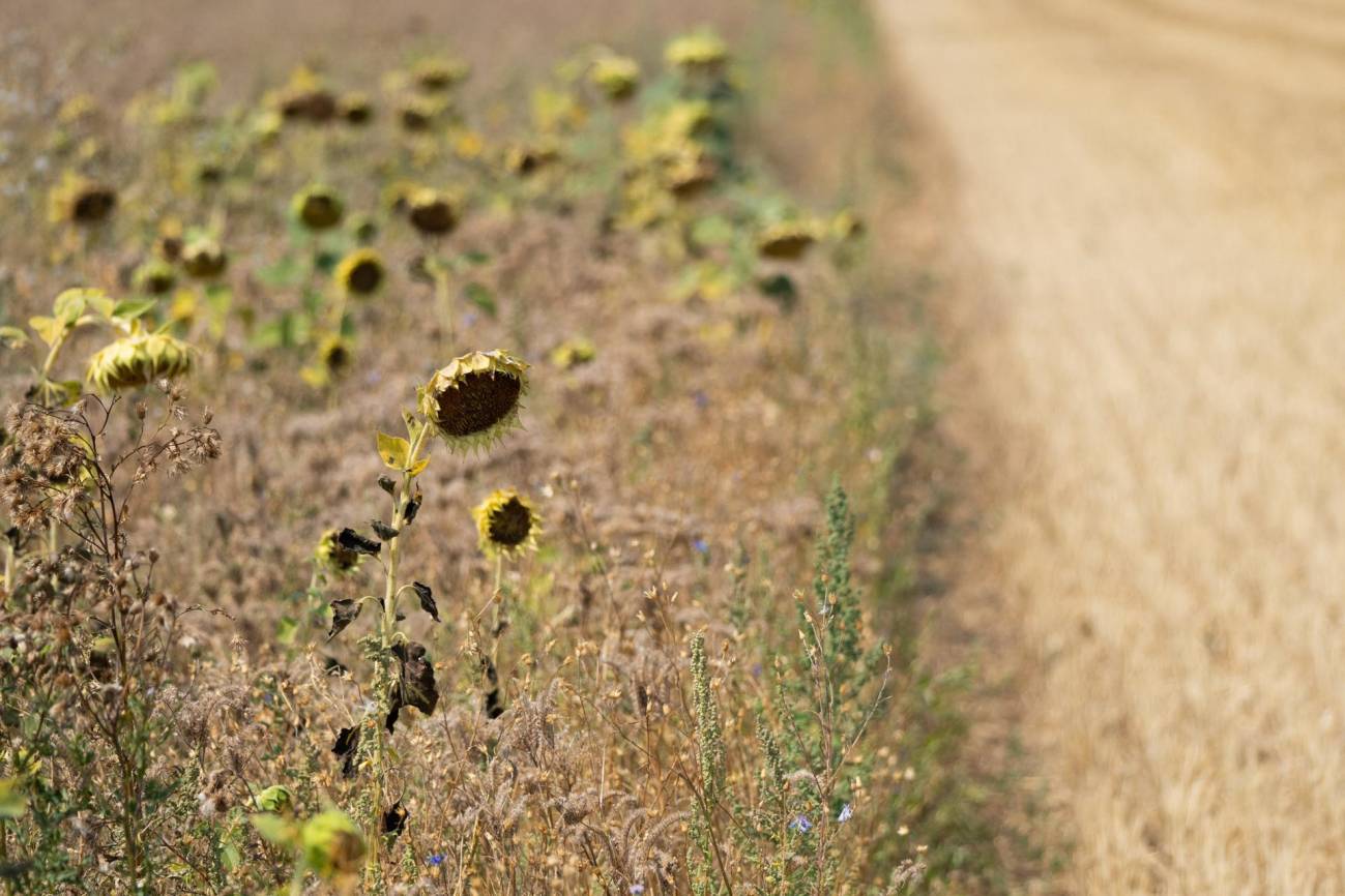 sequía, campo europeo