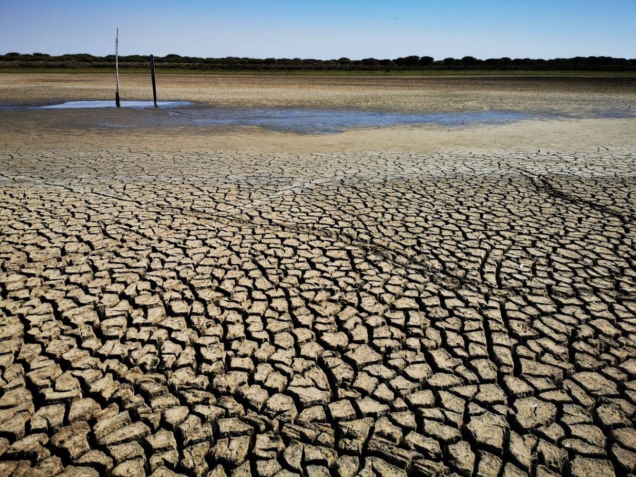 La sequía y la sobreexplotación de los acuíferos secan la última laguna permanente de Doñana