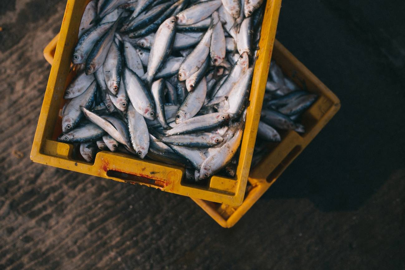 La sobrepesca y el cambio climático aumentan los niveles de mercurio en el pescado