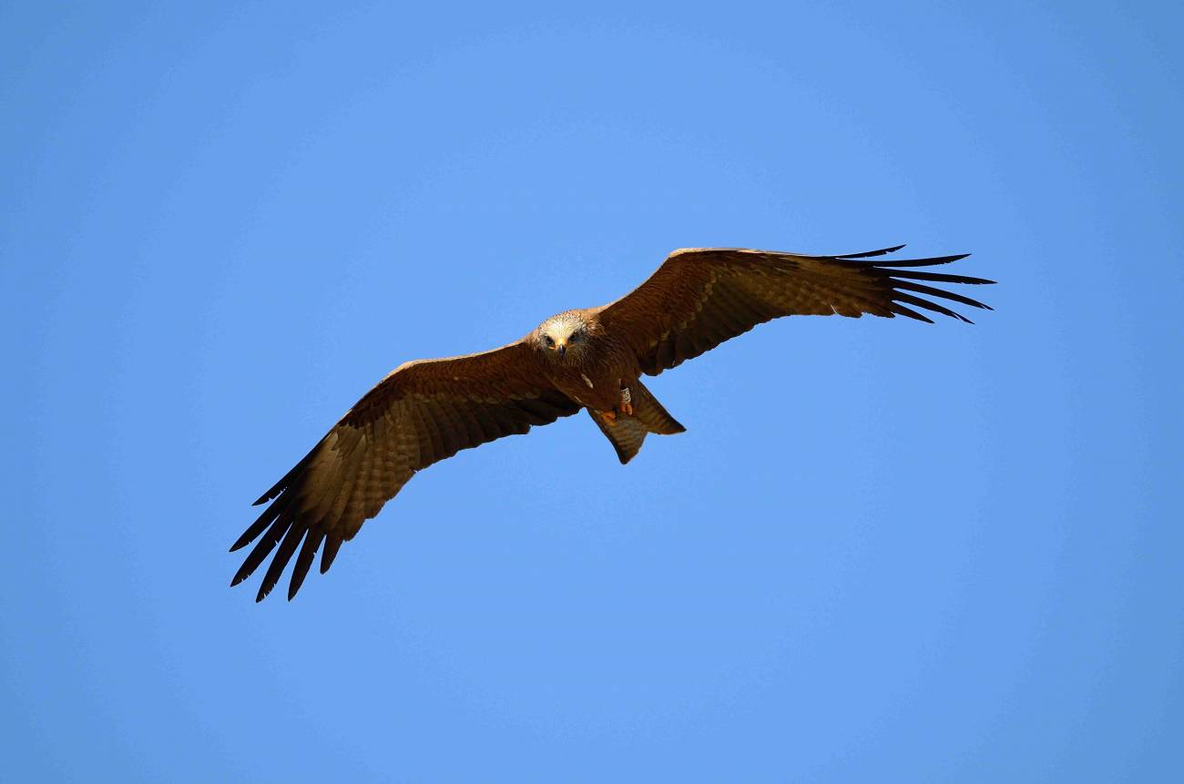 La supervivencia migratoria de las aves depende de su capacidad para adaptarse a las condiciones adversas