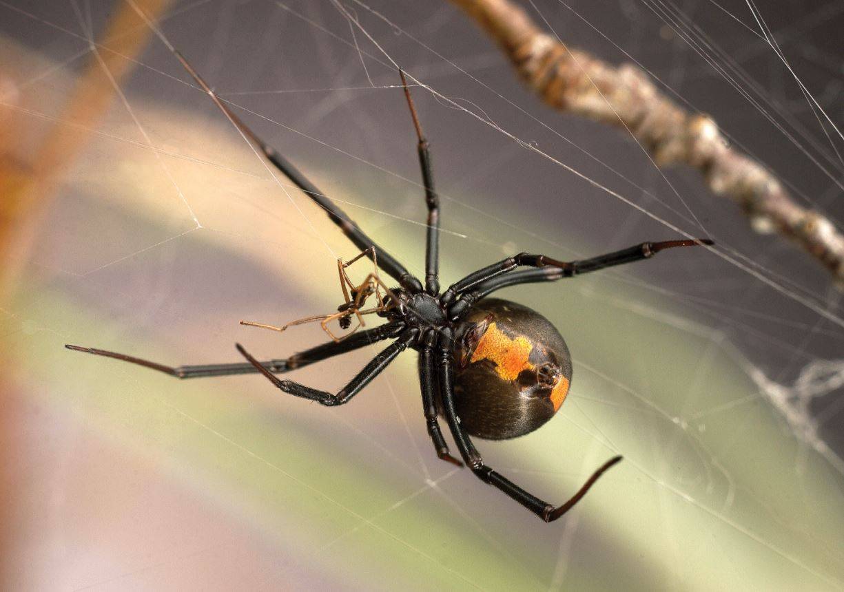 La táctica sexual de los machos araña ‘asaltacunas’ contra el canibalismo