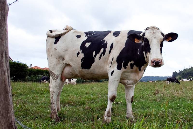 La talla de los animales domésticos ha aumentado a lo largo del tiempo