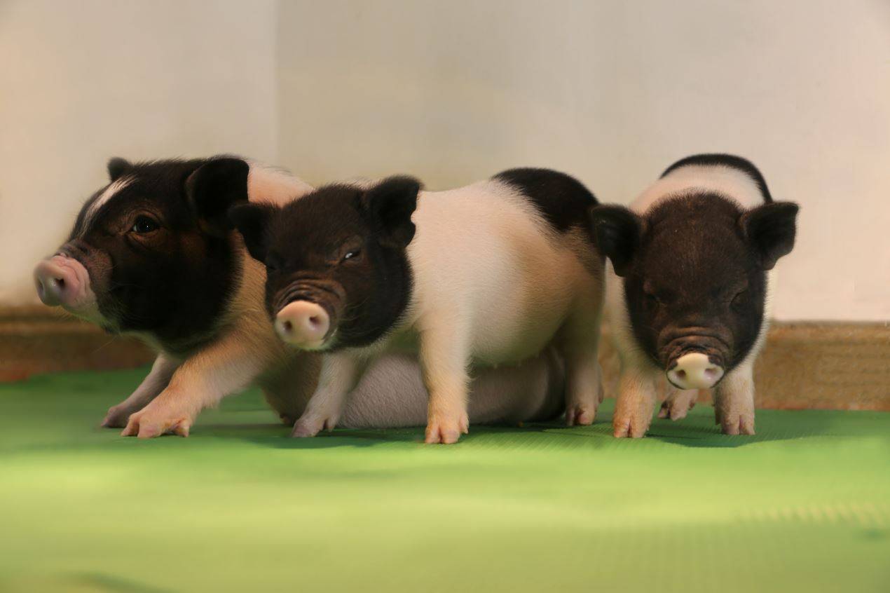 La técnica CRISPR elimina por primera vez retrovirus en cerdos vivos