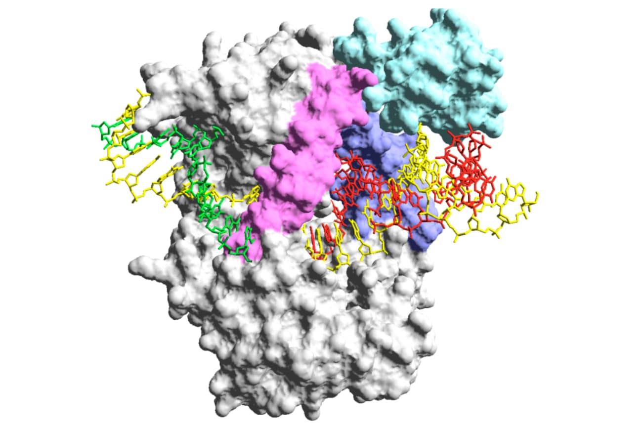 Modelo 3D de la variante quimérica de la ADN polimerasa de phi29 denominada Qualify