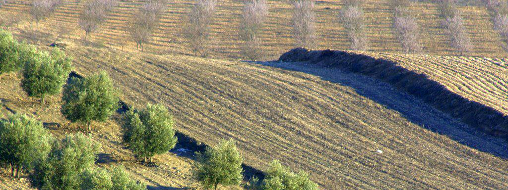 La temperatura del suelo afecta a la absorción del agua de los árboles