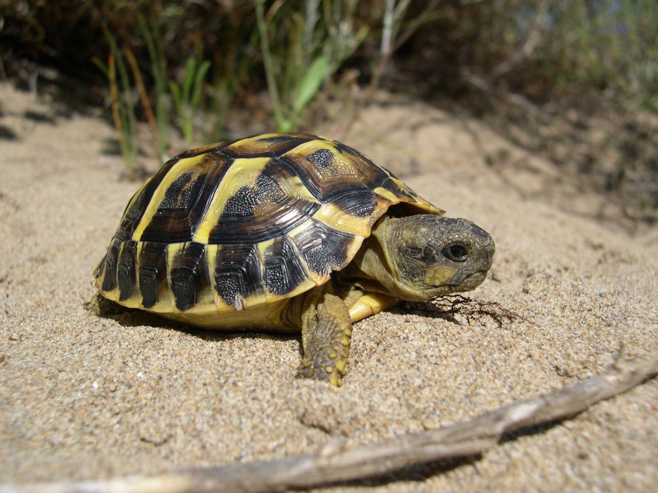 Tortuga med. Delta Ebro