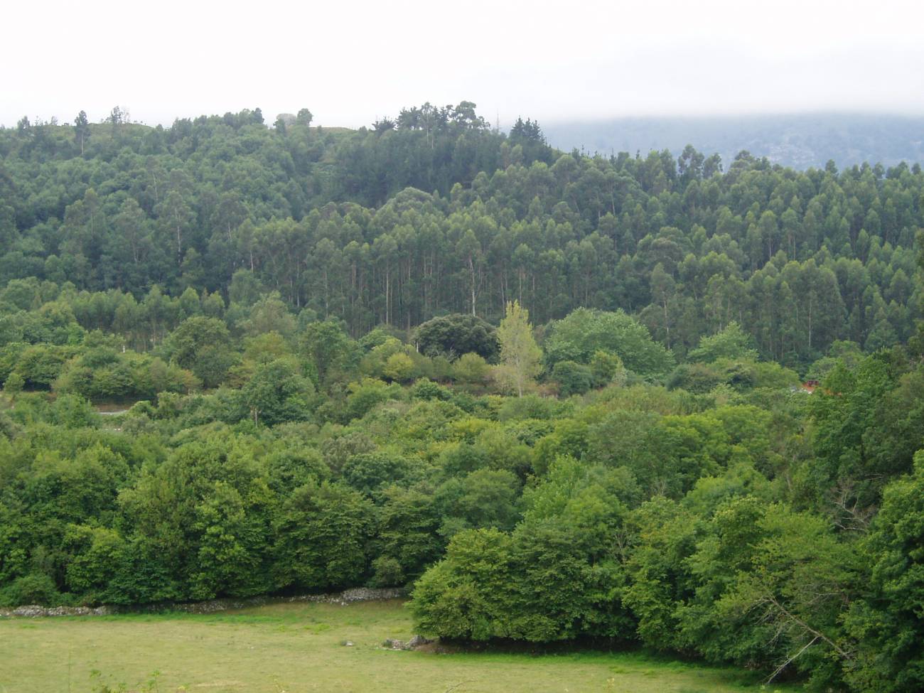 El centro investigará en la selvicultura, protección de los bosques, conservación de recursos genéticos y biodiversidad