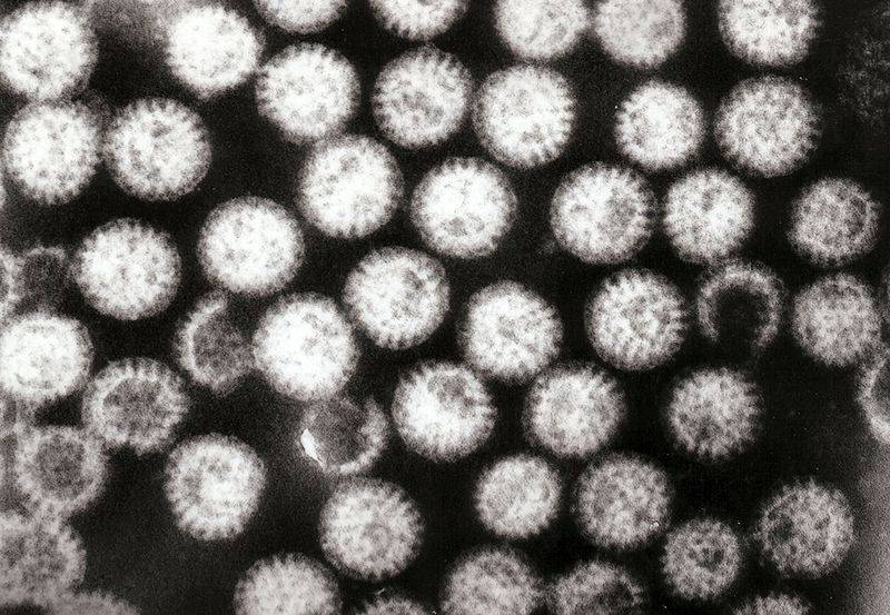 rotavirus