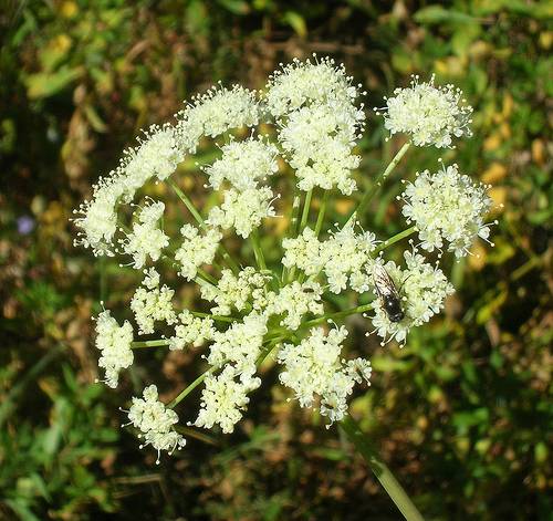 La valeriana, una mejora subjetiva del insomnio