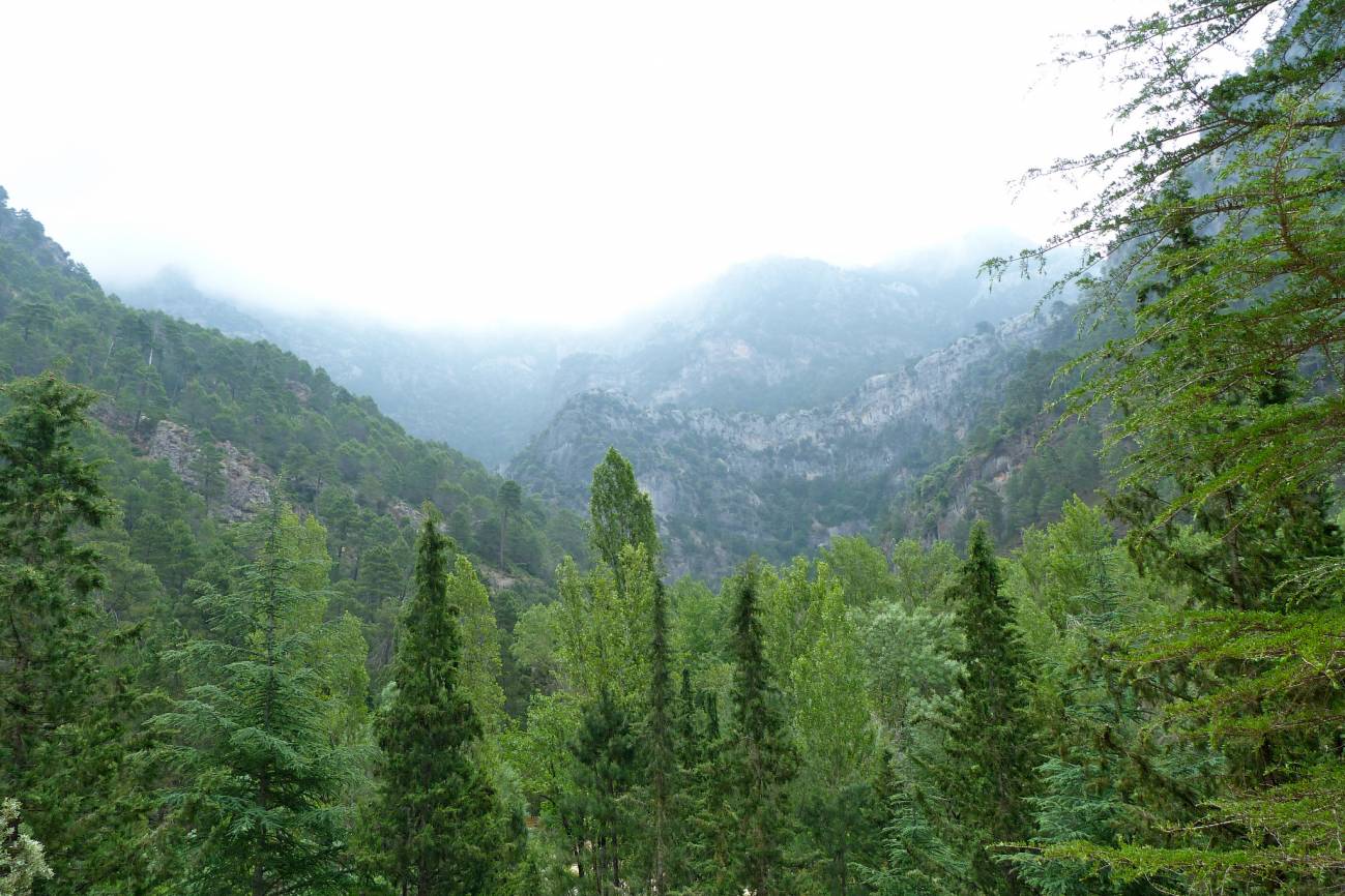 La variedad de especies mejora la regeneración de los bosques mediterráneos 