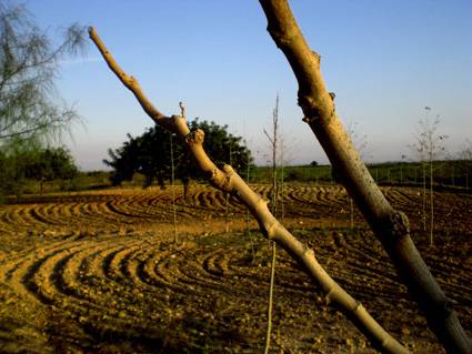 La vegetación perenne, un indicador de la desertificación en España