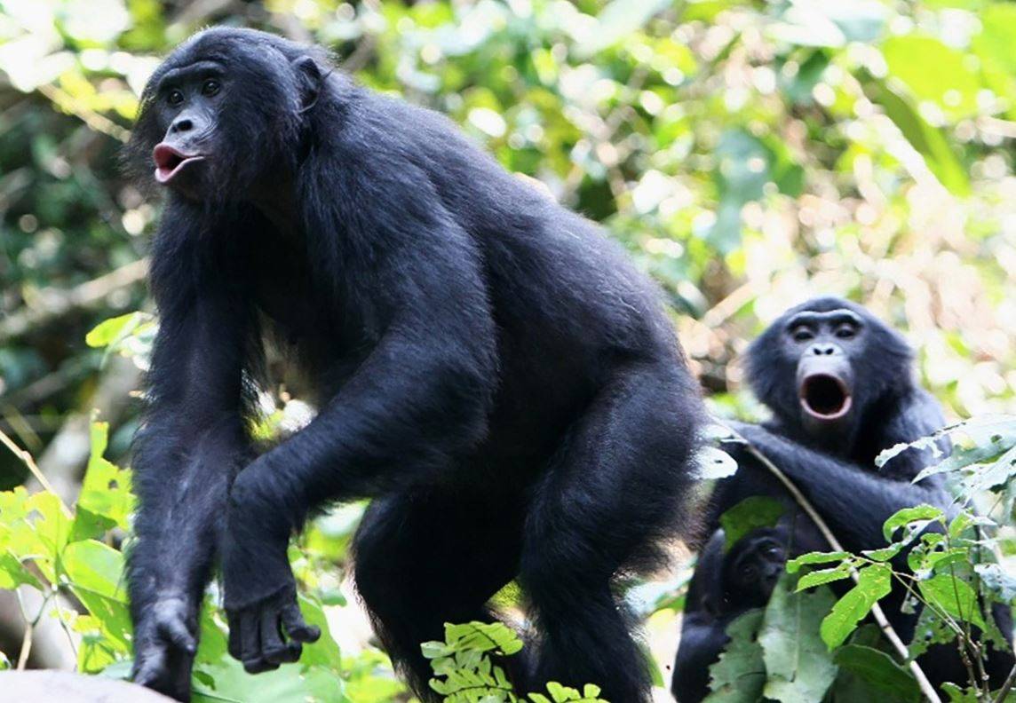 La voz de los bonobos les hace parecer más pequeños