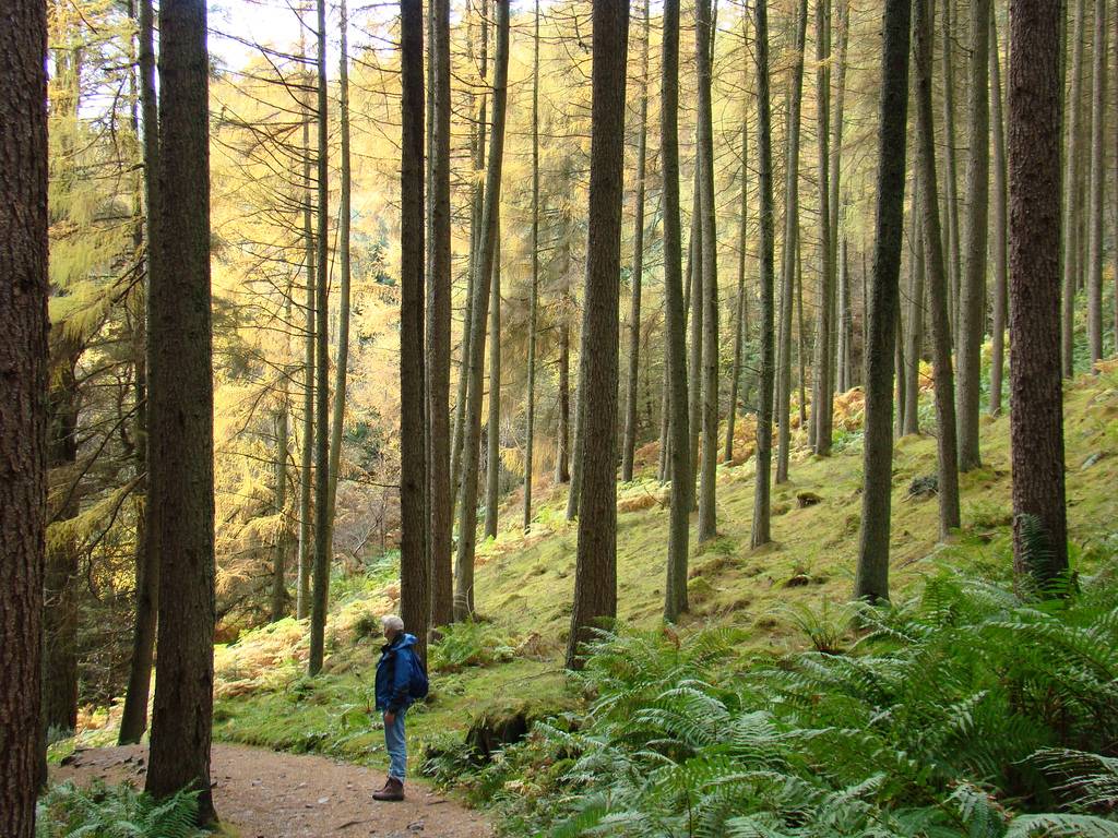 Lanzan una nueva plataforma ‘on line’ para la protección de los bosques en el mundo