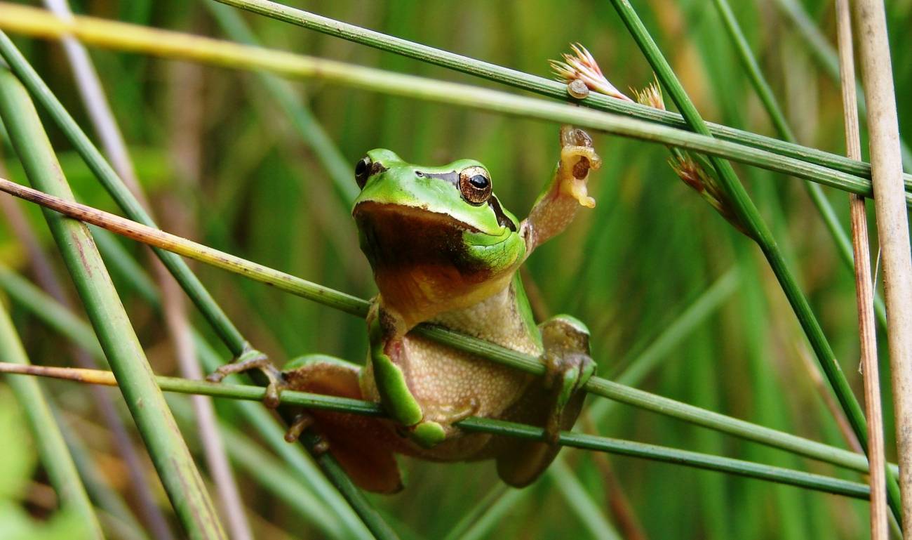 Larvas de ranas y sapos se hacen vegetarianas por el calor