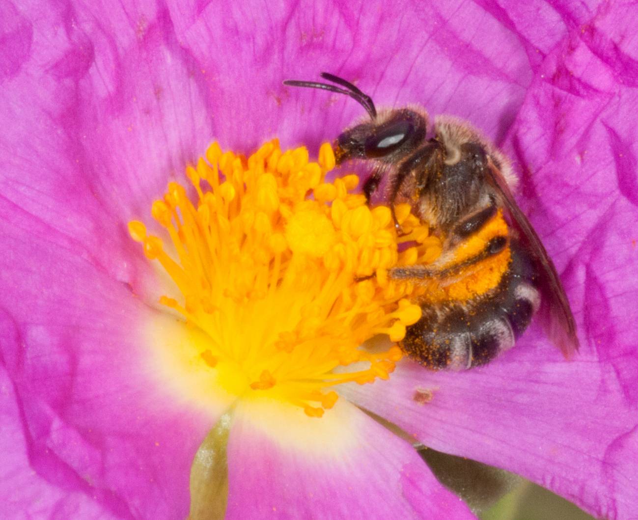 Abeja en un flor de estepa (genero Cistus)