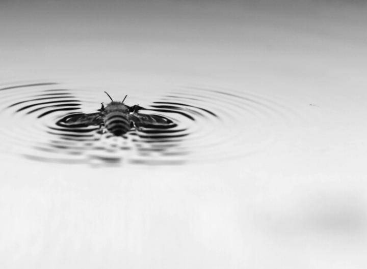 Las abejas surfean para escapar del agua 