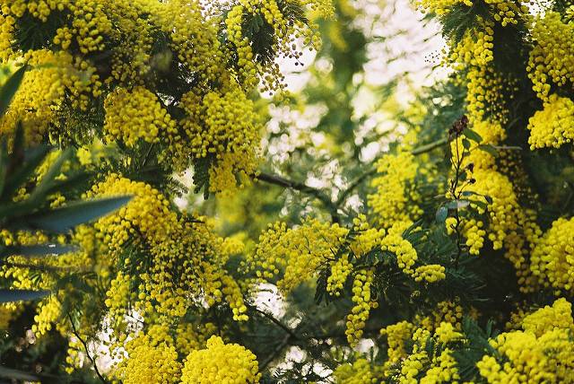 Las acacias invaden zonas inalteradas del noroeste peninsular