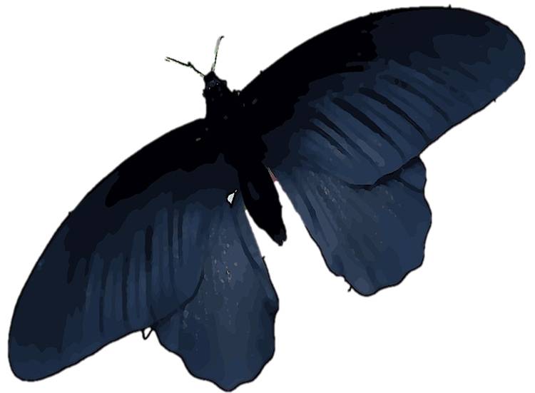 Las alas de la mariposa negra tienen el secreto para mejorar las células solares 