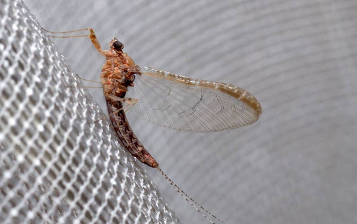 Las alas de los insectos y las branquias de las efímeras podrían compartir origen evolutivo