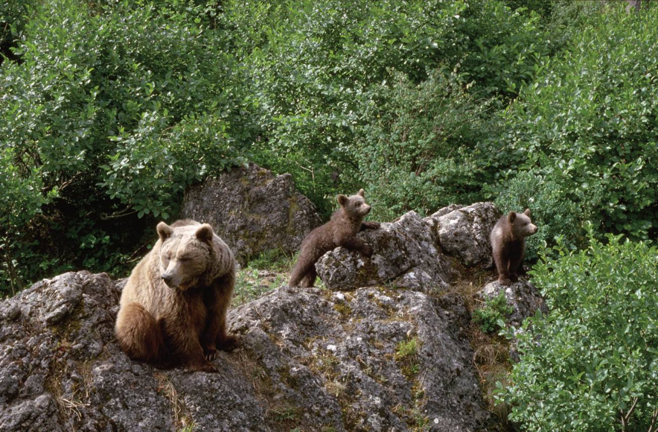 Oso pardo con sus crías. 