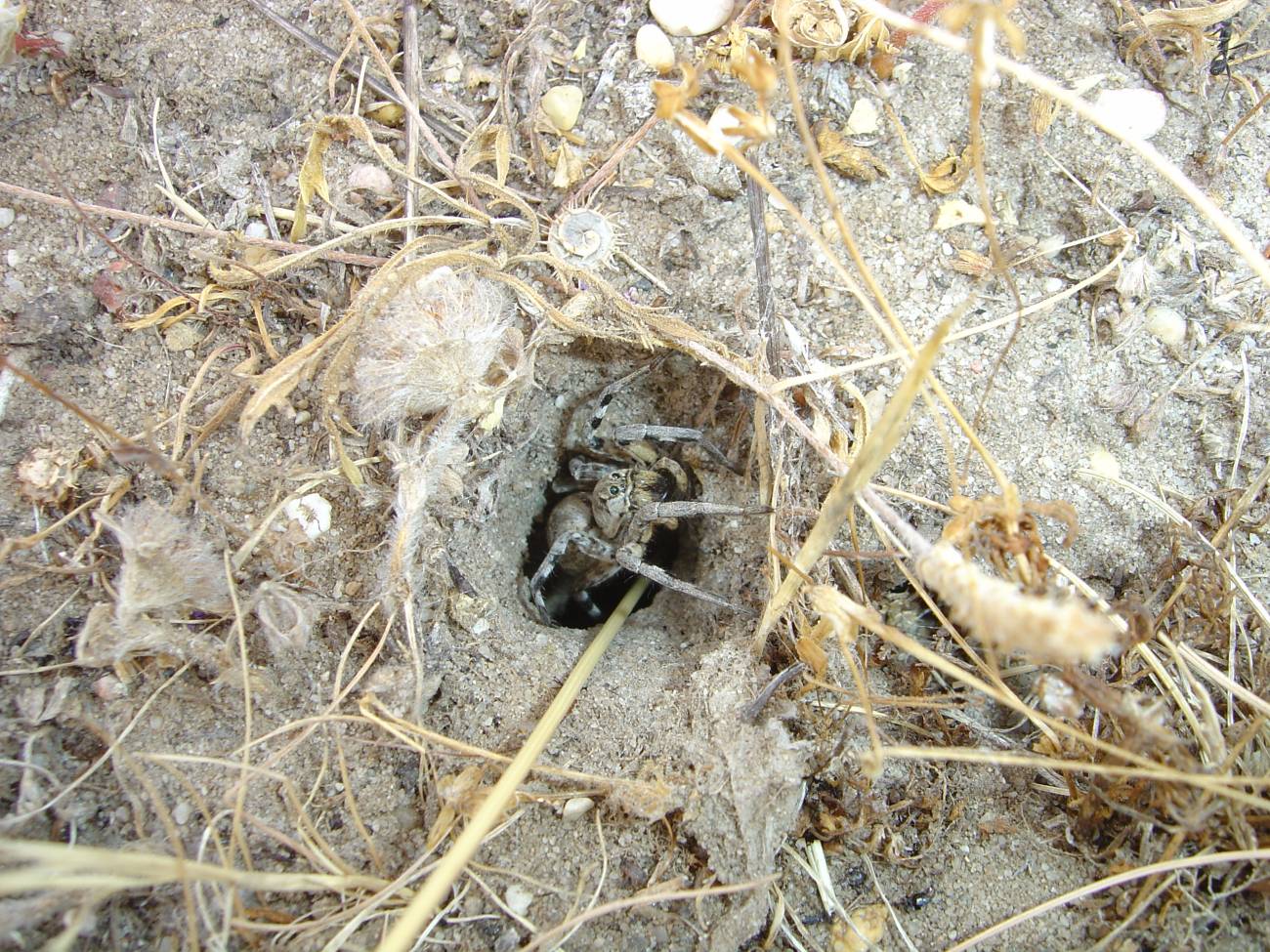 Las arañas sufren el impacto del ser humano