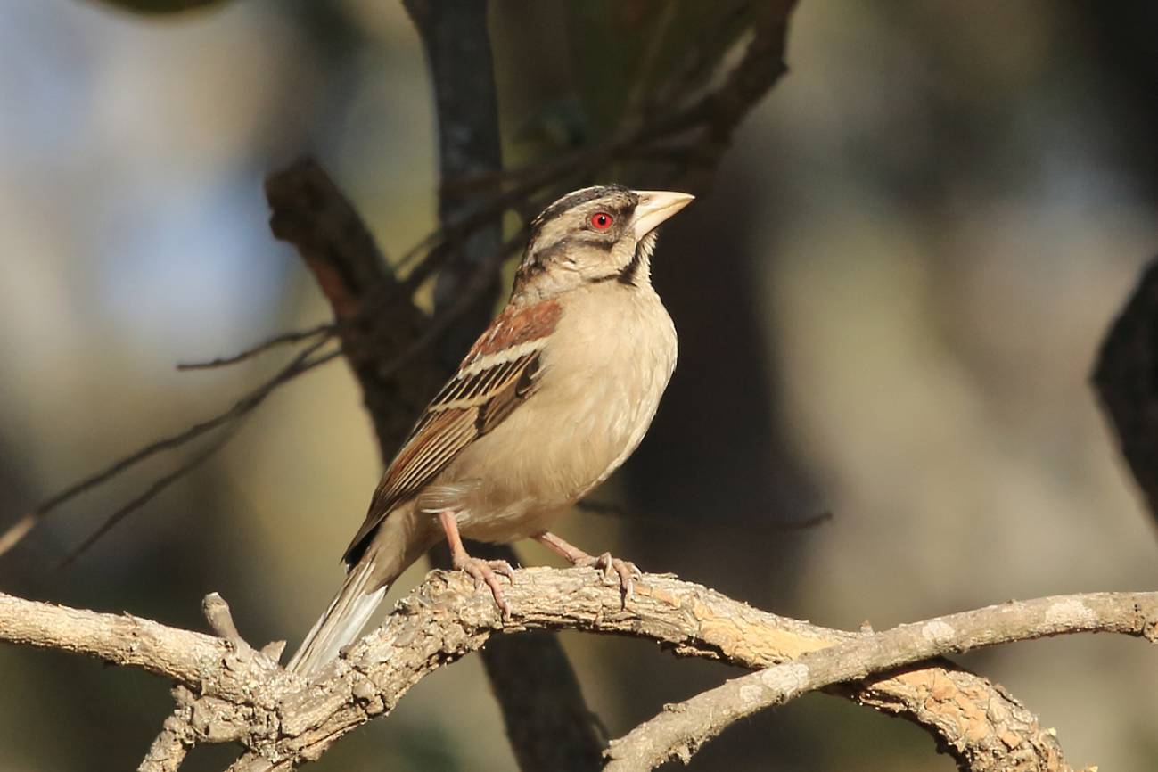 Las aves con un cerebro más grande se adaptan mejor a la crisis climática