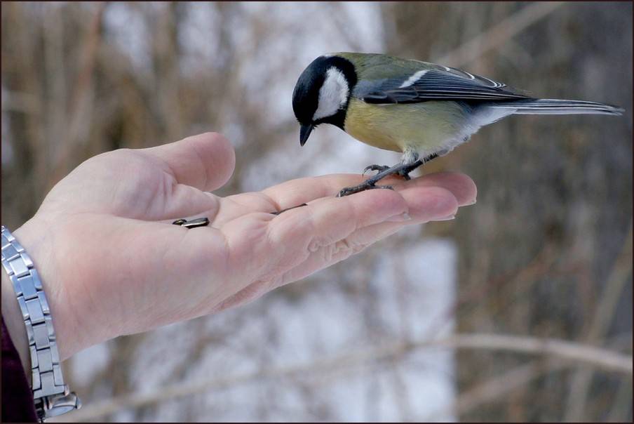 Las aves confiadas corren más riesgos en el sur de Europa