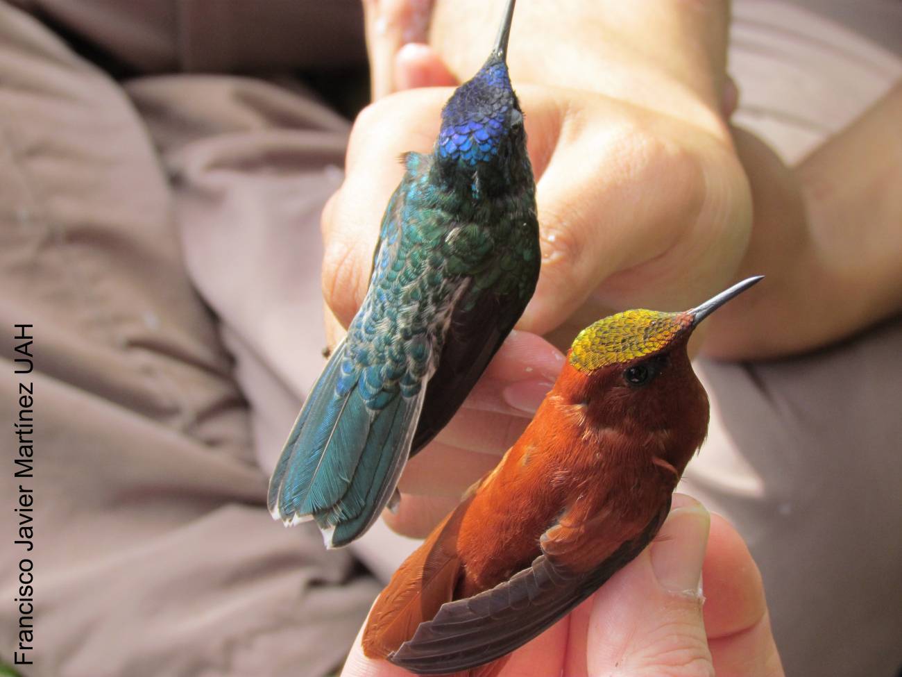 Las aves de especies invasoras colaboran en la dispersión de parásitos 