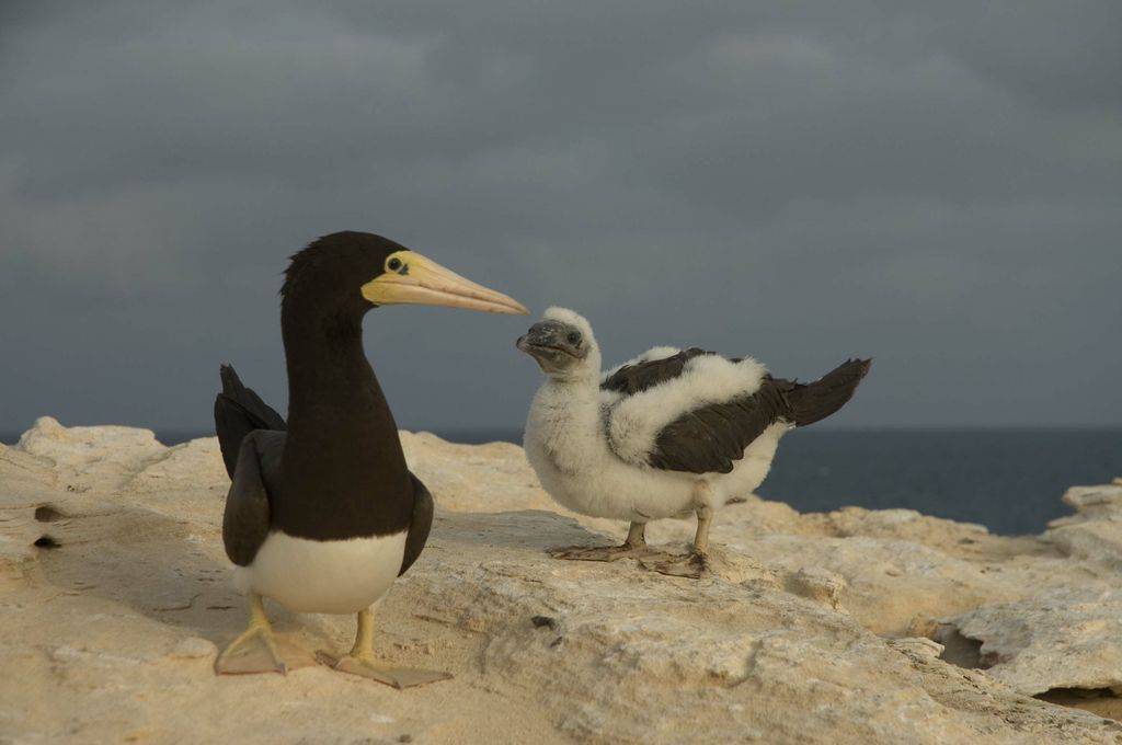 Una hembra de alcatraz pardo con su cría ebn Cabo Verde