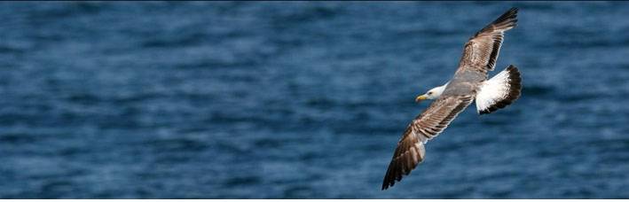 Gaviota patiamarilla